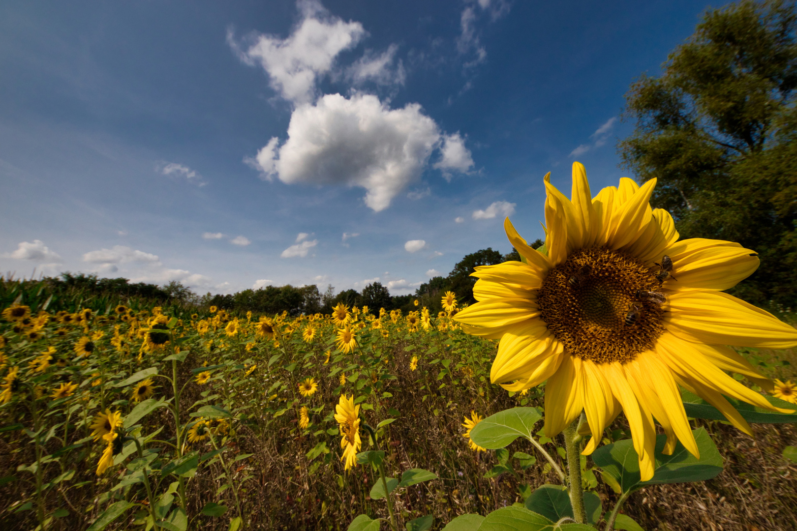 Sonnenblumenfeld mit einem  Wolkenhund