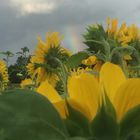 Sonnenblumenfeld mit Regenbogen
