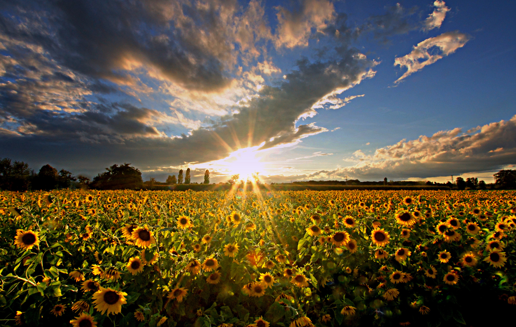 Sonnenblumenfeld nach Regenschauer