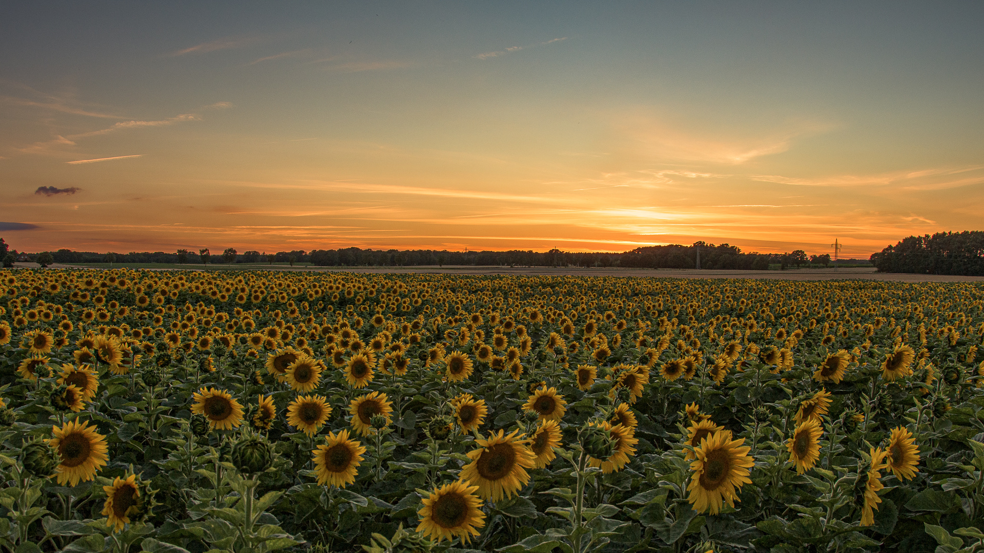 Sonnenblumenfeld - Sonnenuntergang