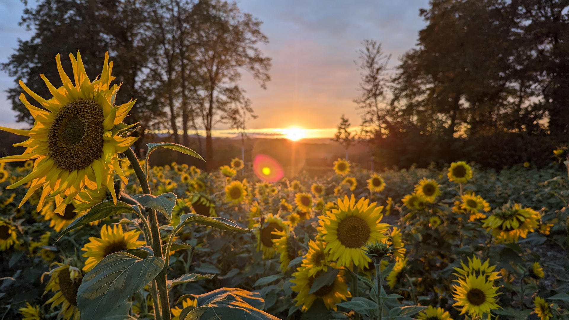 Sonnenblumenfeld & Sonnenuntergang 