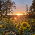 Sonnenblumenfeld & Sonnenuntergang