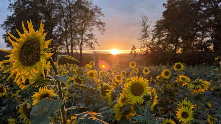 Sonnenblumenfeld & Sonnenuntergang 