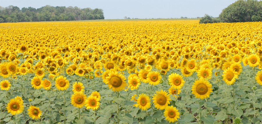 Sonnenblumenfeld soweit meine Augen es erfassen kann