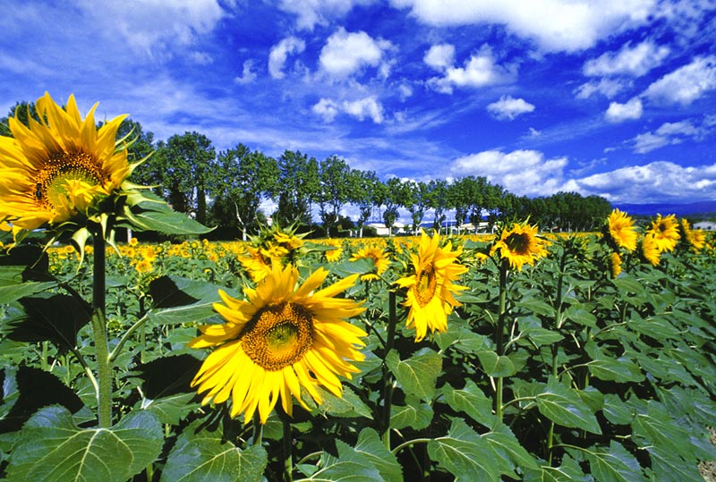 Sonnenblumenfeld, südliche Provence