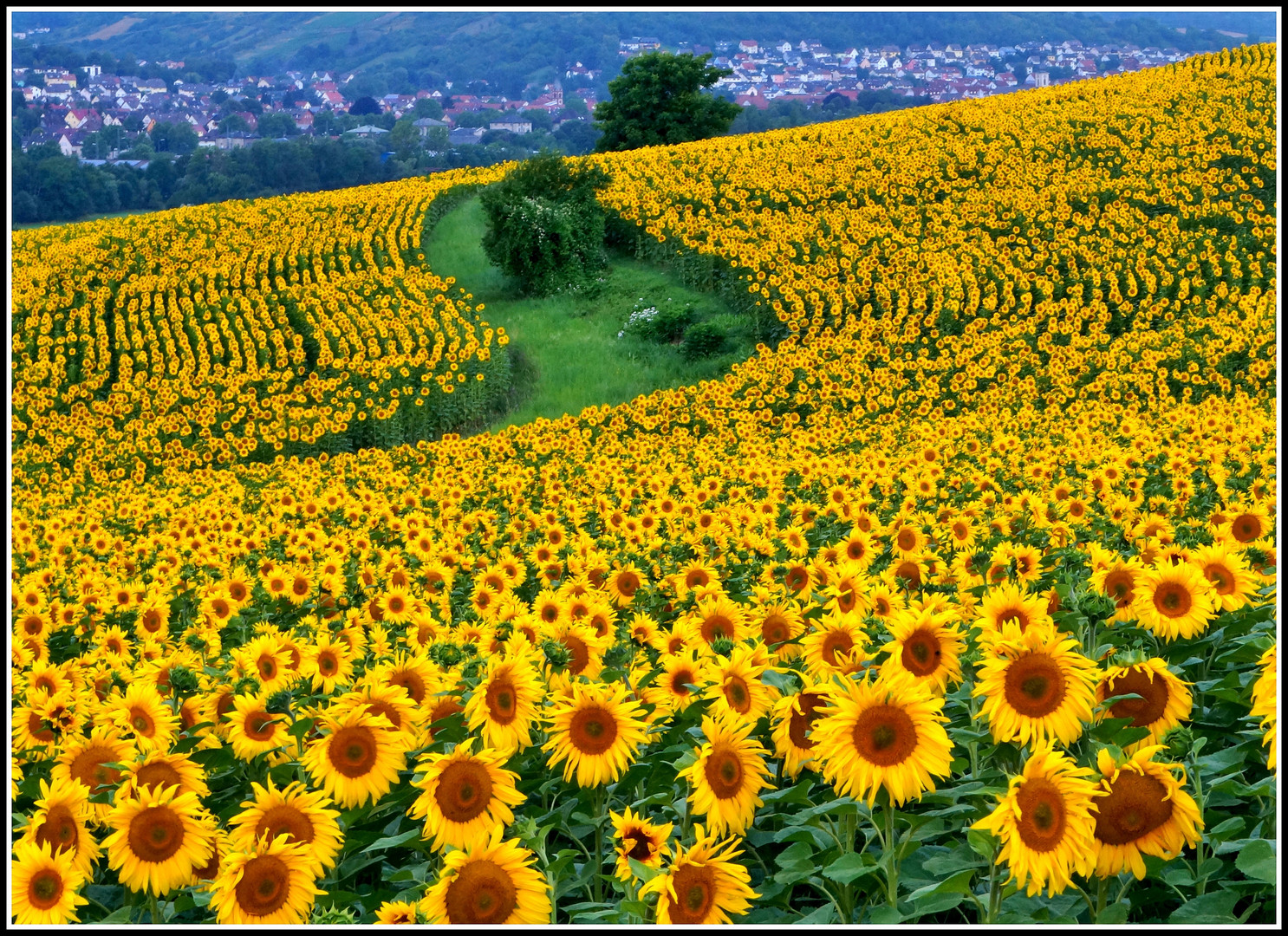 Sonnenblumenfeld über dem Taubertal.