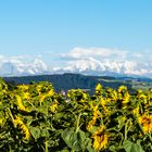 Sonnenblumenfeld und Berner Alpen im Abendlicht