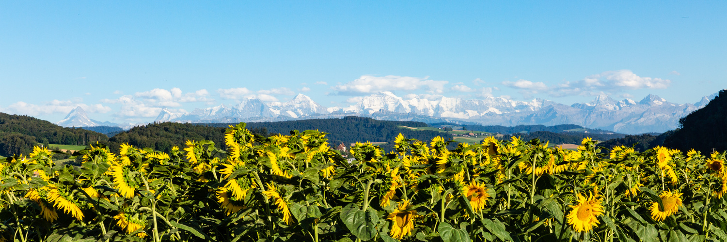 Sonnenblumenfeld und Berner Alpen im Abendlicht