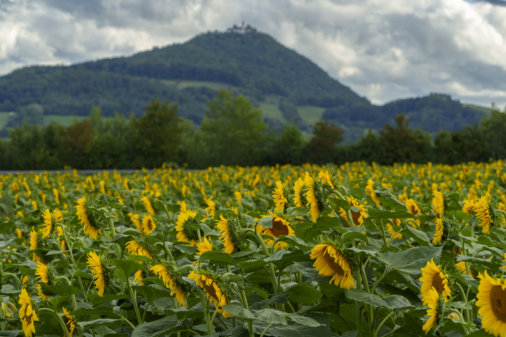 Sonnenblumenfeld unter der Teck