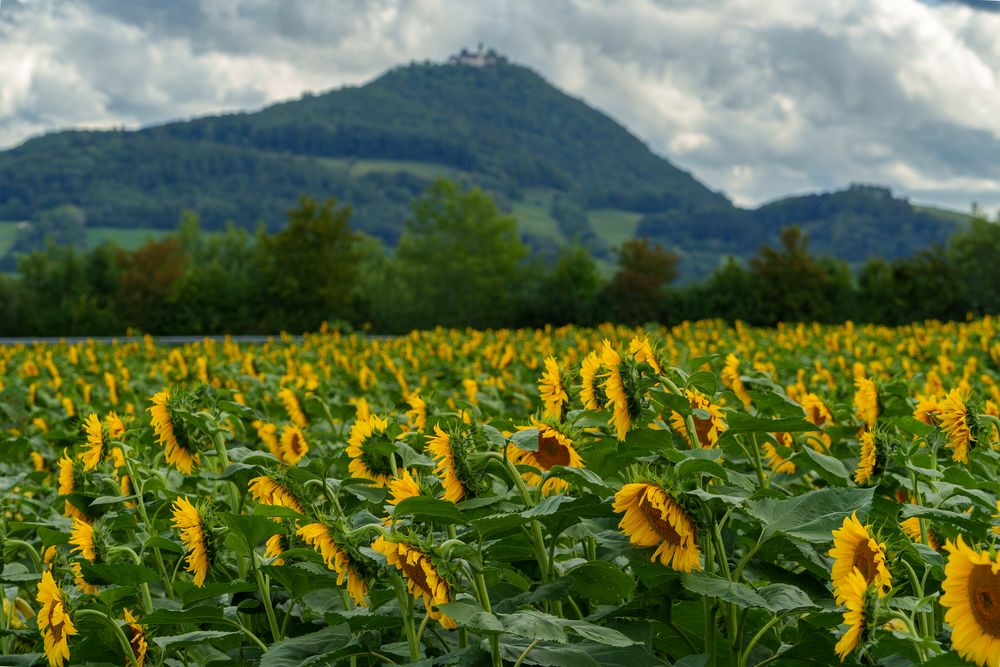 Sonnenblumenfeld unter der Teck