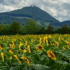 Sonnenblumenfeld unter der Teck