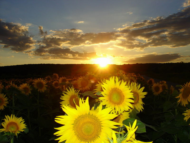 Sonnenblumenfeld vor Abendsonne