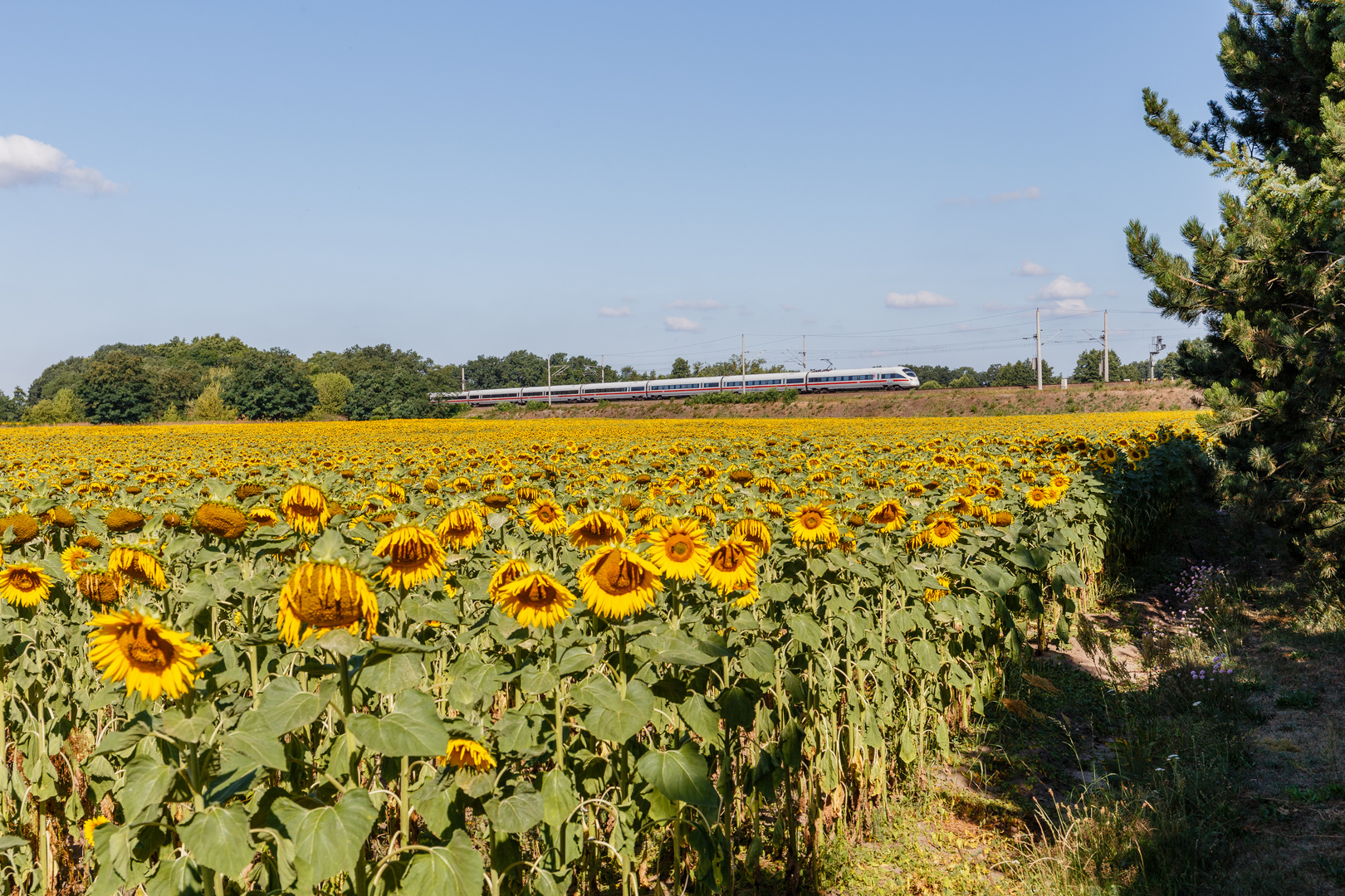 Sonnenblumenfeld vor der Bahnstrecke