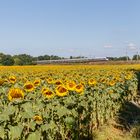 Sonnenblumenfeld vor der Bahnstrecke