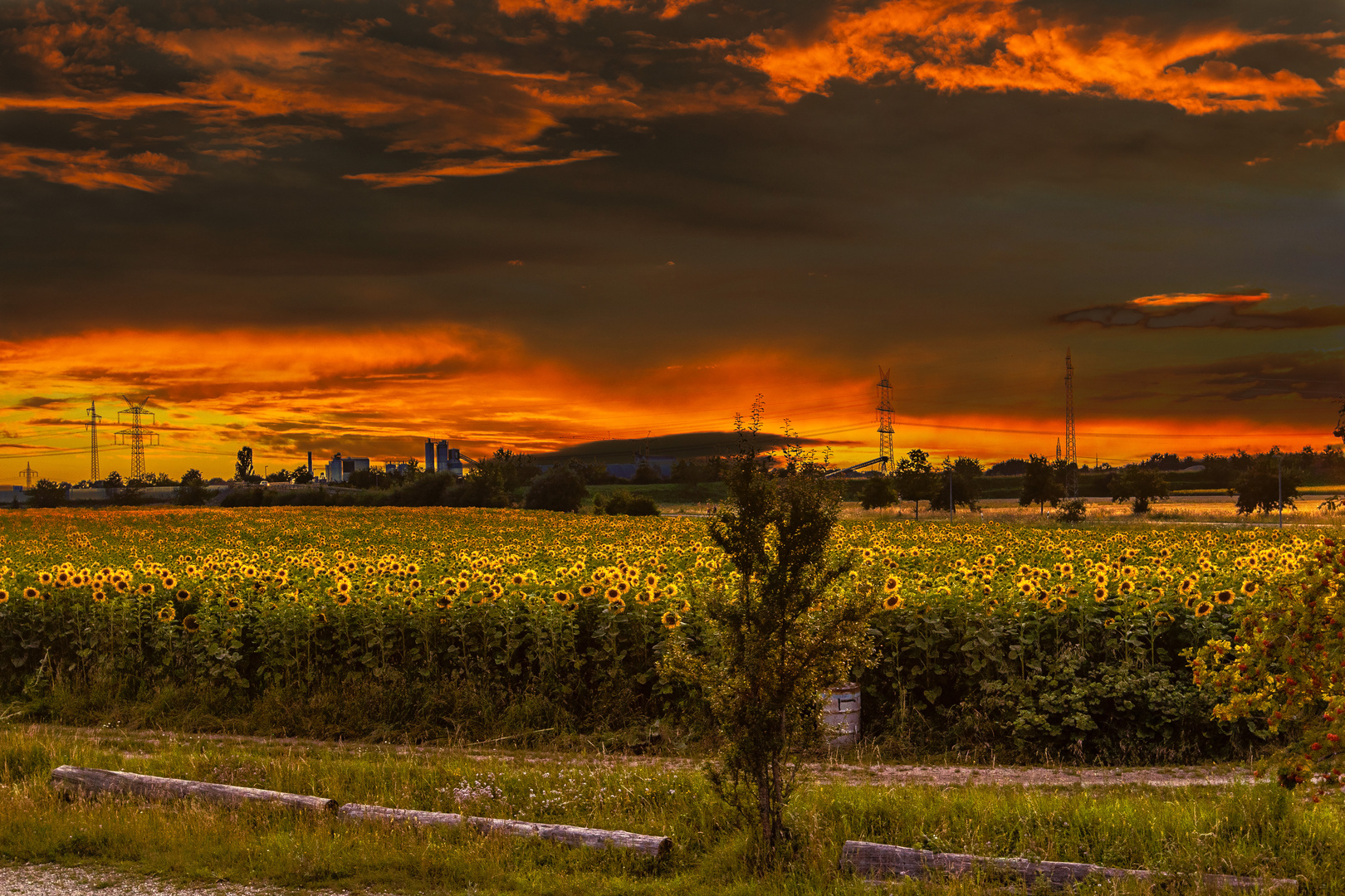 Sonnenblumenfeld zum Sonnenuntergang in München Allach