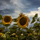 Sonnenblumenfeld zum Sonnenuntergang in München Allach