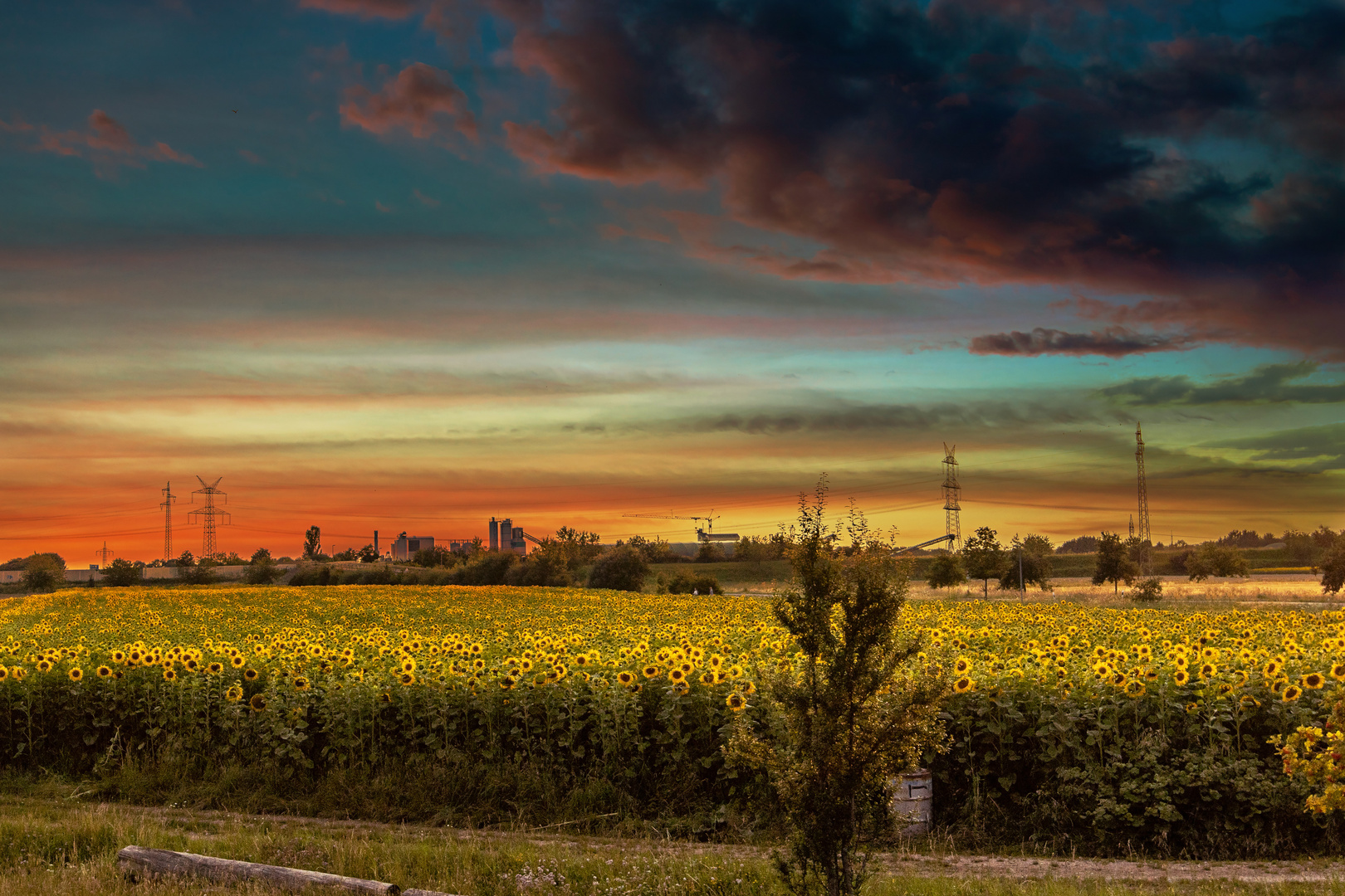 Sonnenblumenfeld zum Sonnenuntergang in München Allach