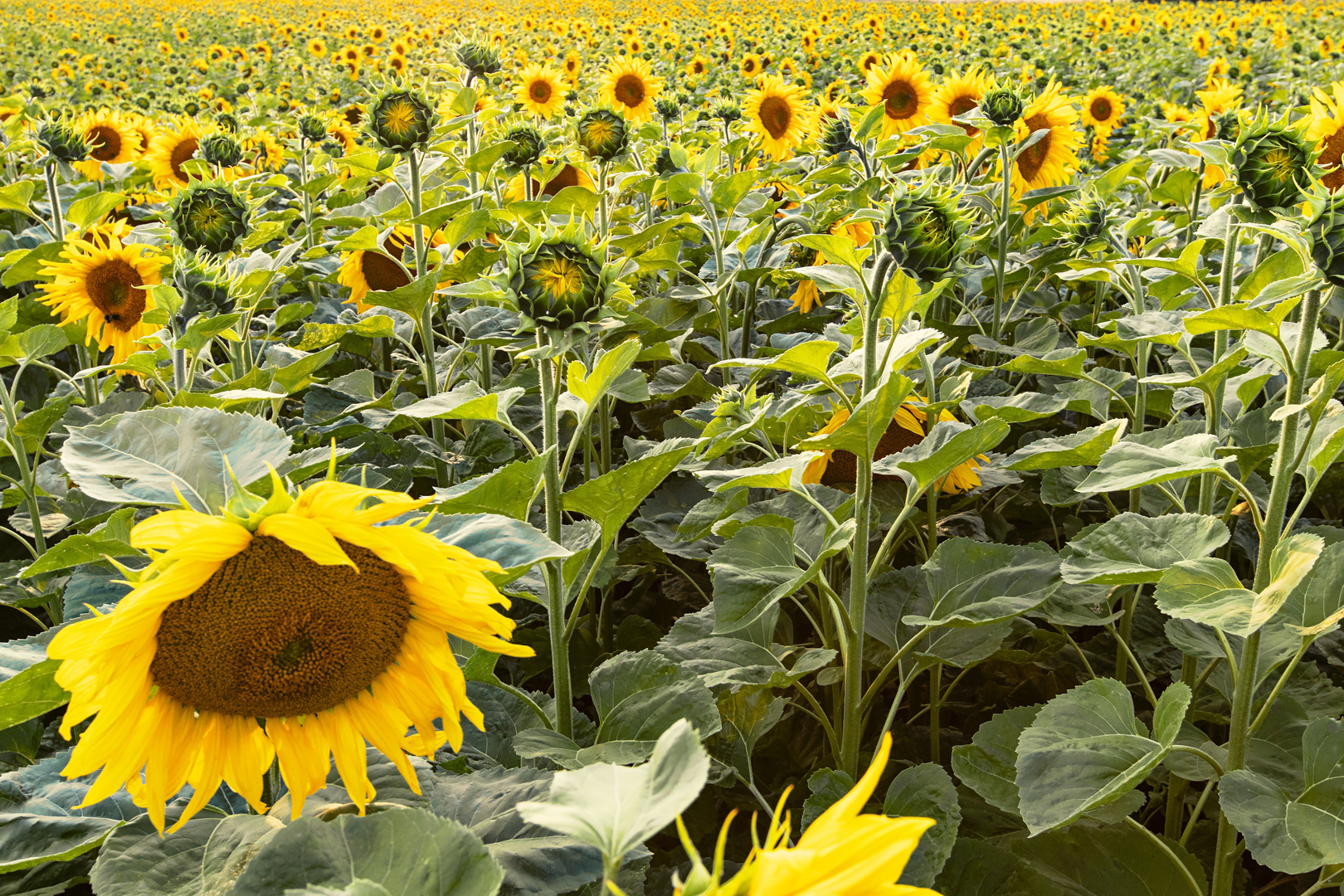 Sonnenblumenfeld zum Sonnenuntergang in München Allach