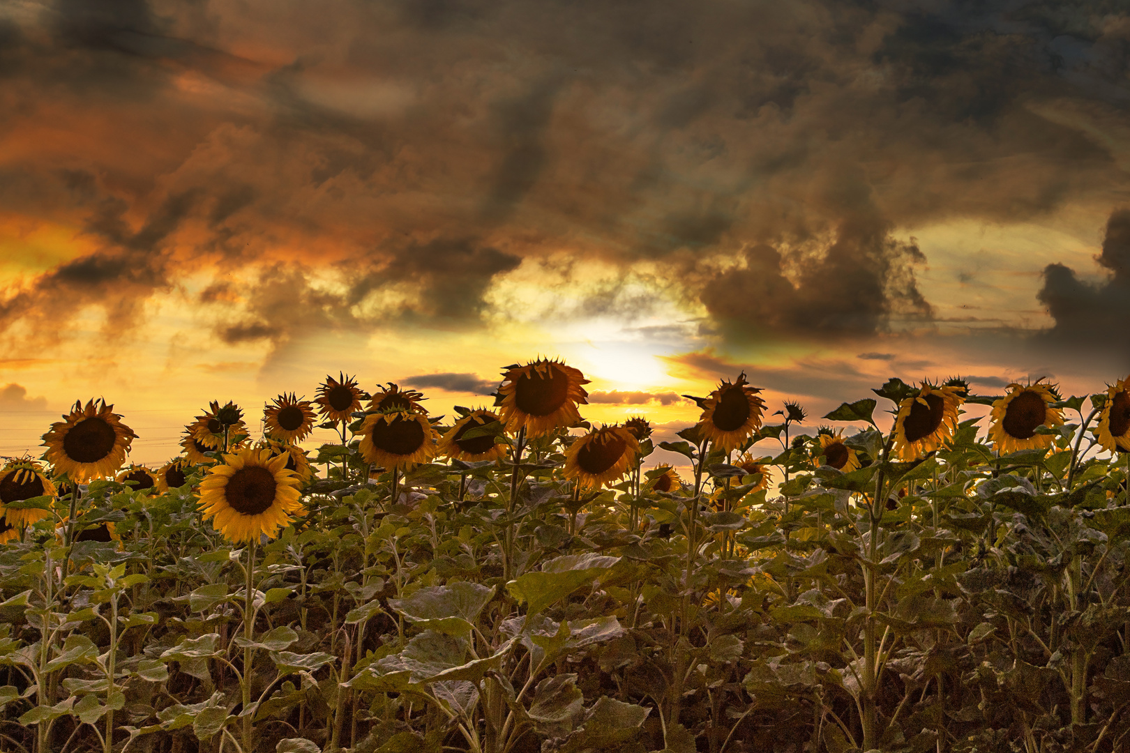 Sonnenblumenfeld zum Sonnenuntergang in München Allach