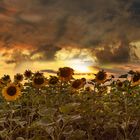 Sonnenblumenfeld zum Sonnenuntergang in München Allach