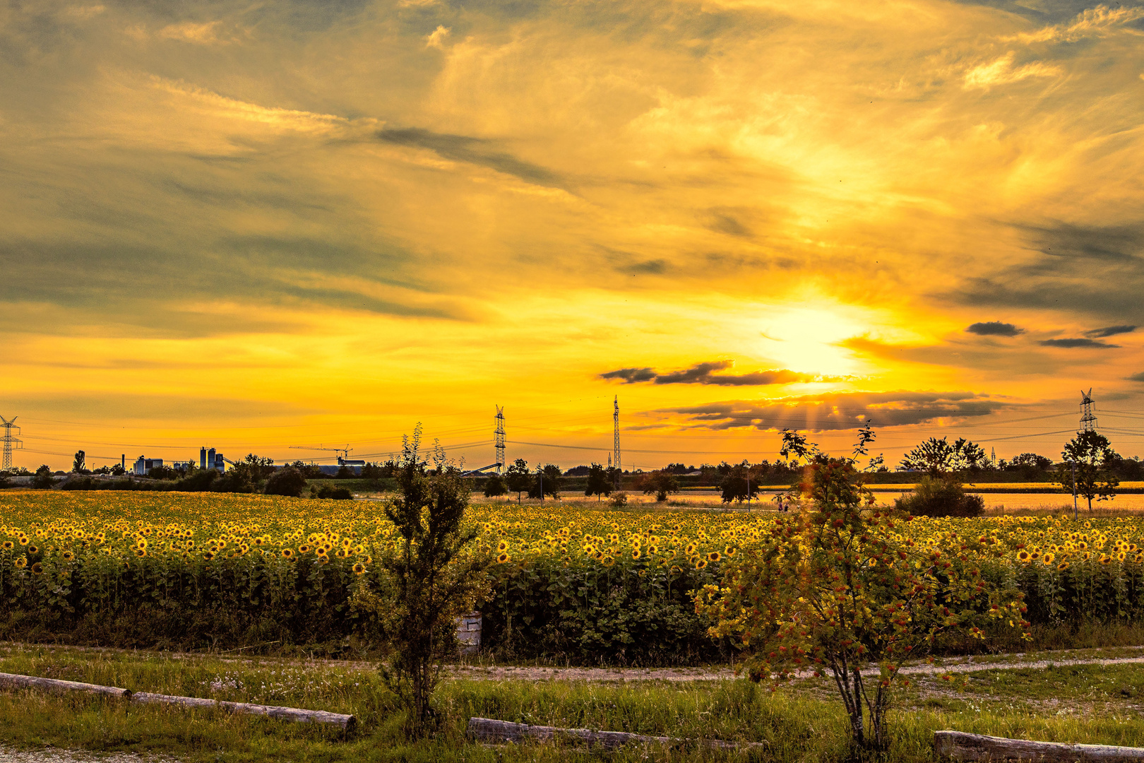 Sonnenblumenfeld zum Sonnenuntergang in München Allach