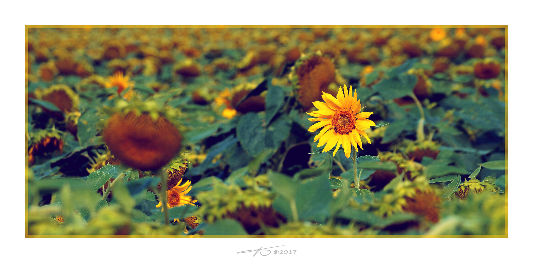 Sonnenblumenfeld#1_170801