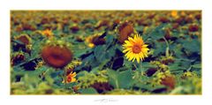 Sonnenblumenfeld#1_170801