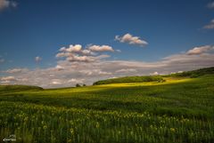 Sonnenblumenfelder