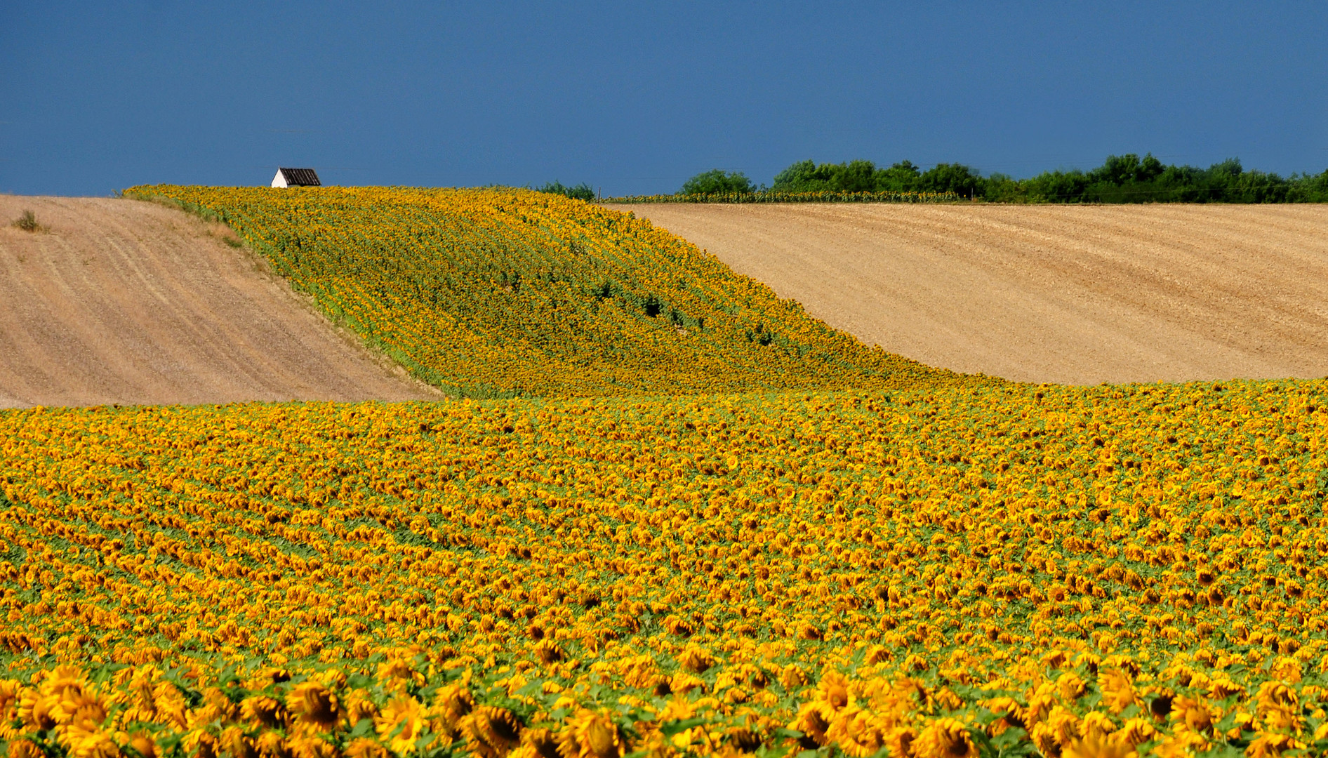 Sonnenblumenfelder im Weinviertel