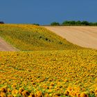 Sonnenblumenfelder im Weinviertel