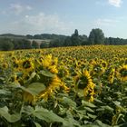 Sonnenblumenfelder in Lothringen