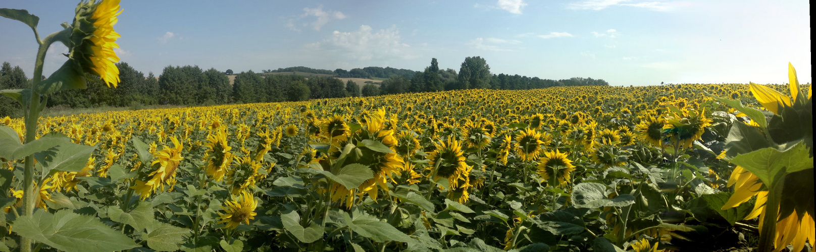 Sonnenblumenfelder in Lothringen