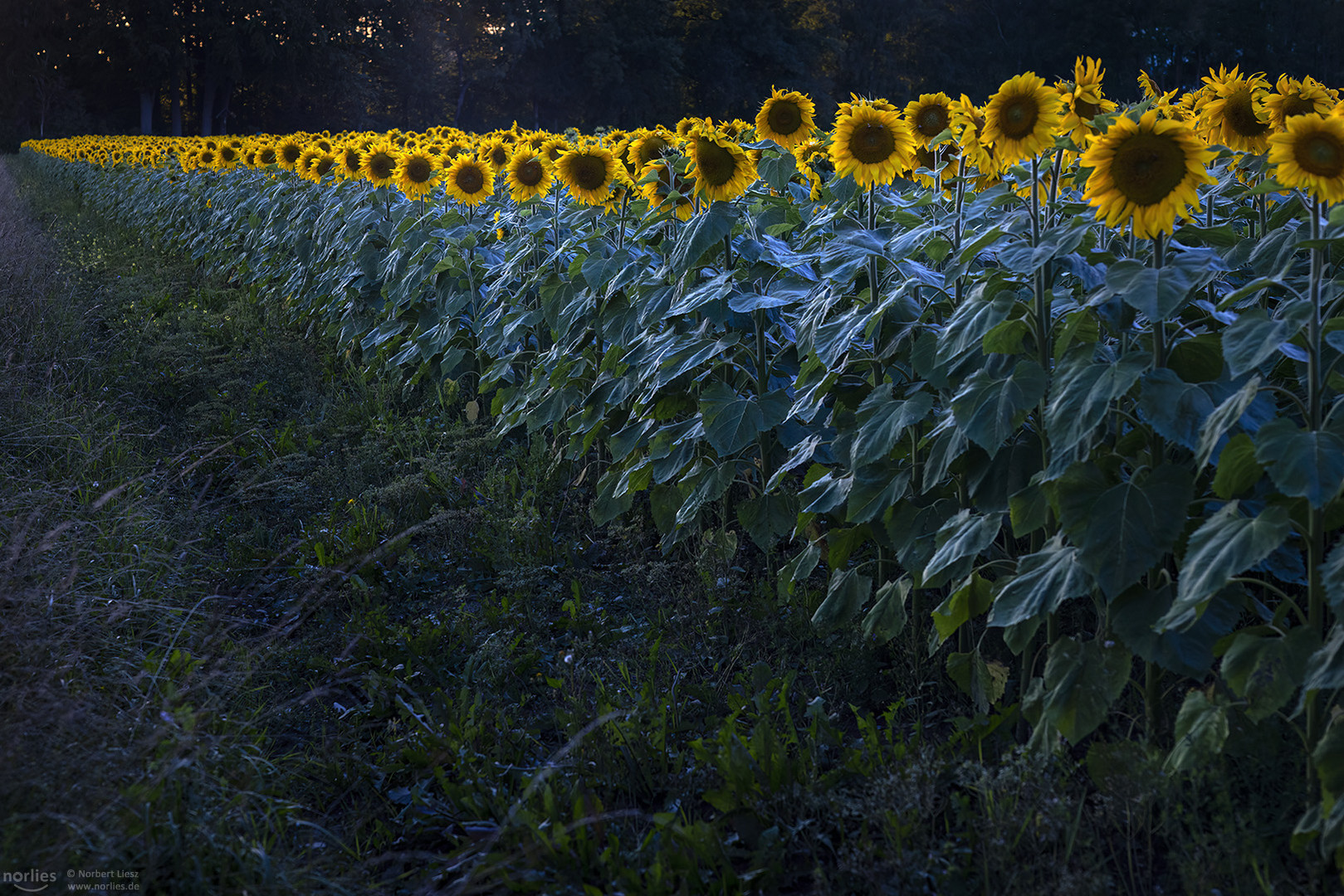 Sonnenblumenfeldrand