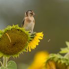 Sonnenblumenfink