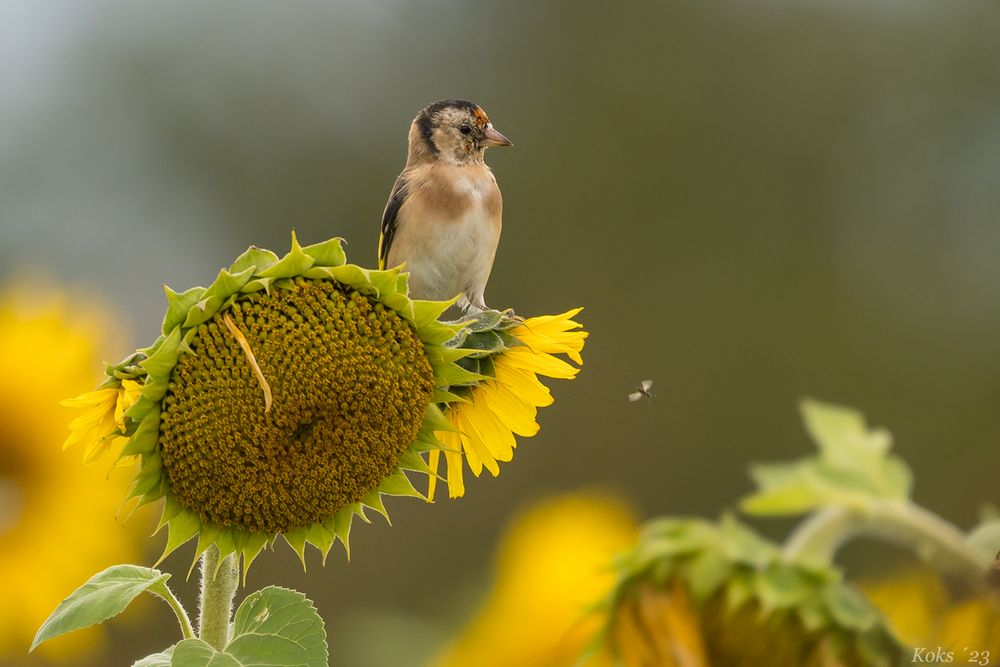 Sonnenblumenfink