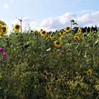 Sonnenblumengruß zum Wochenende