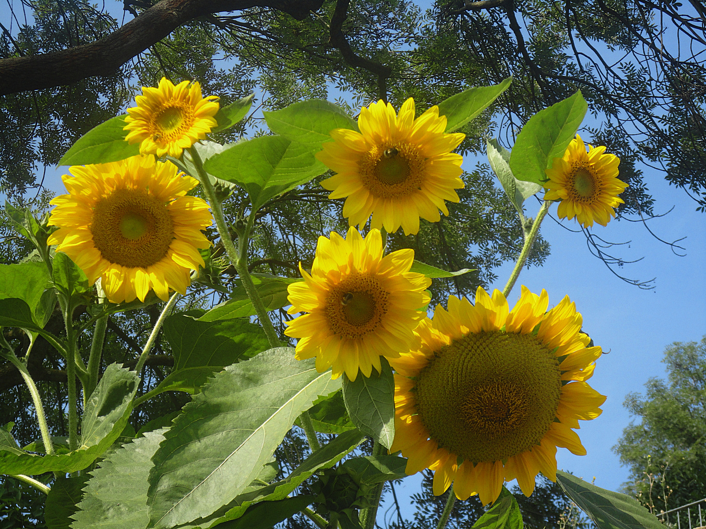 Sonnenblumengruß zur neuen Woche