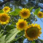 Sonnenblumengruß zur neuen Woche