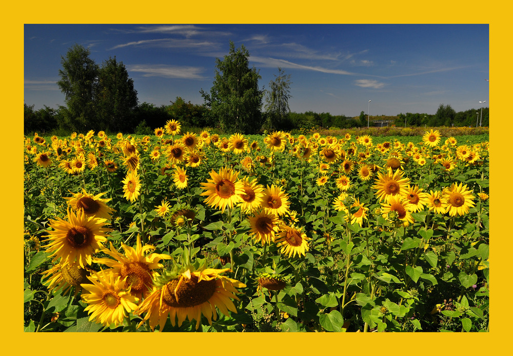 Sonnenblumen....(Helianthus annuus)......# 1