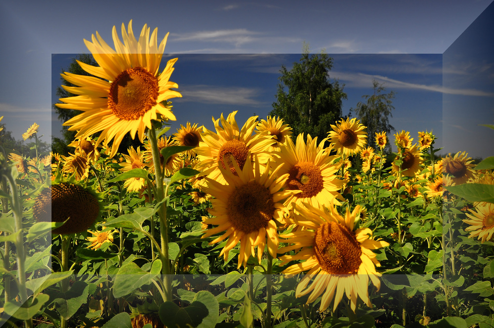 Sonnenblumen....(Helianthus annuus)......# 2