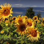 Sonnenblumen....(Helianthus annuus)......# 2