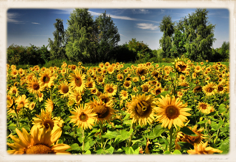 Sonnenblumen....(Helianthus annuus)......# 3