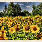 Sonnenblumen....(Helianthus annuus)......# 3