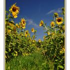 Sonnenblumen....(Helianthus annuus)......# 4