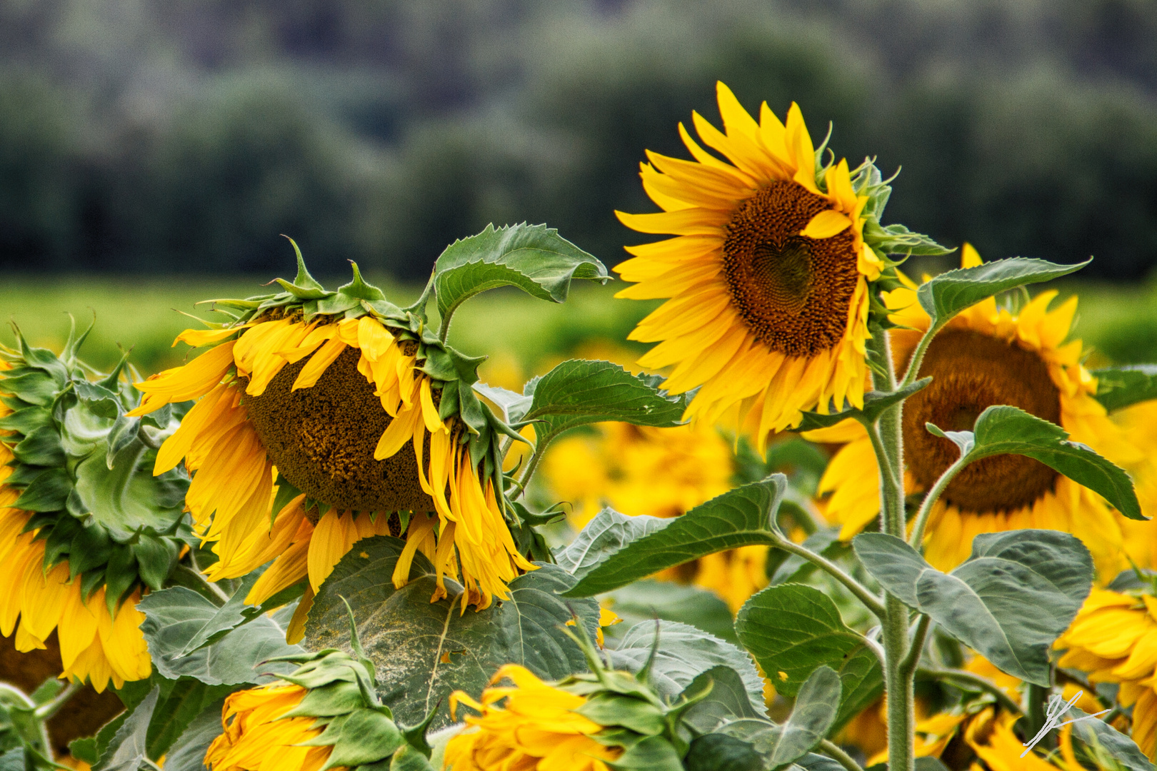 Sonnenblumenherz