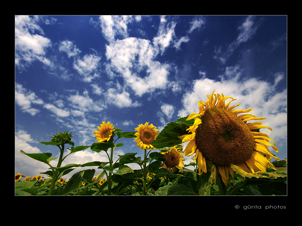 Sonnenblumenhimmel