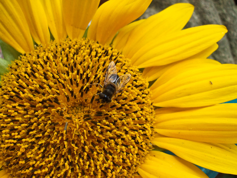 Sonnenblumenhonig