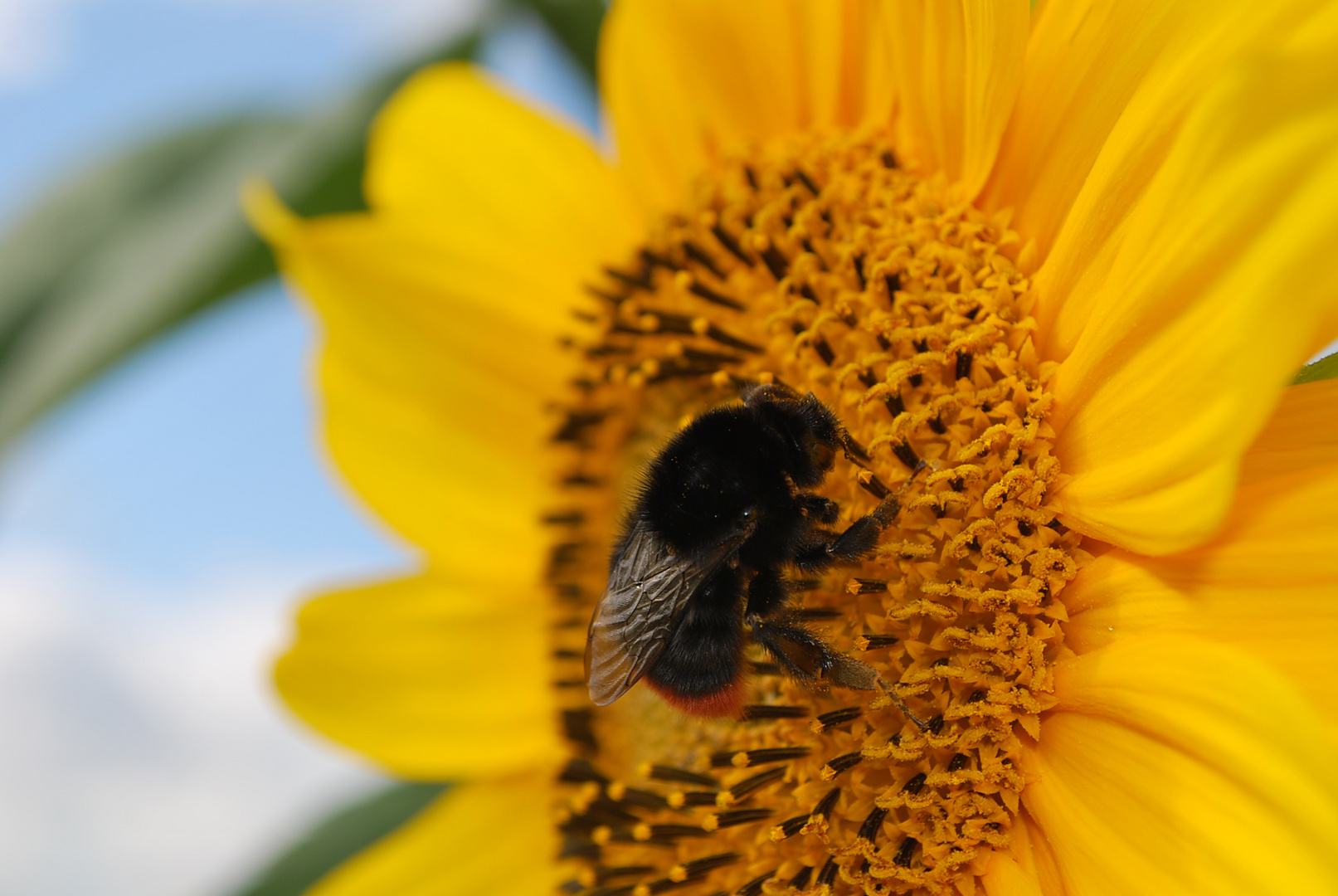 sonnenblumenhummel