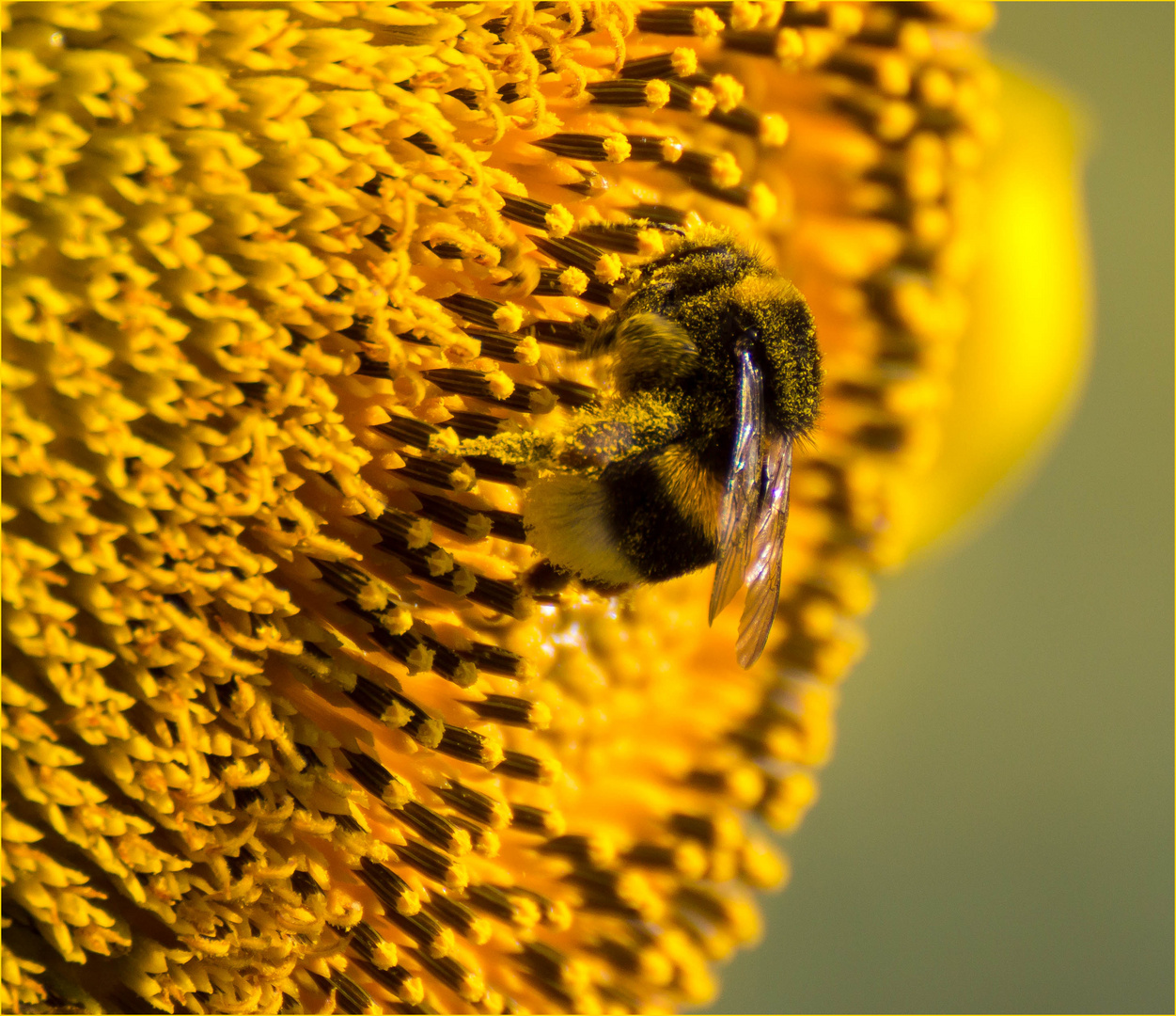 Sonnenblumenhummel