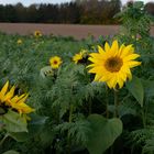 Sonnenblumen_im_November_2022